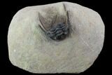 Spiny Leonaspis Trilobite From Morocco #98619-2
